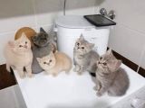Scottish Fold & British Shorthair Yavrular Yeni Yuva Arıyor