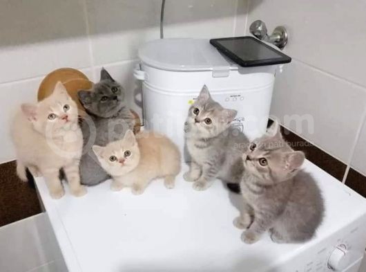 Scottish Fold & British Shorthair Yavrular Yeni Yuva Arıyor görsel