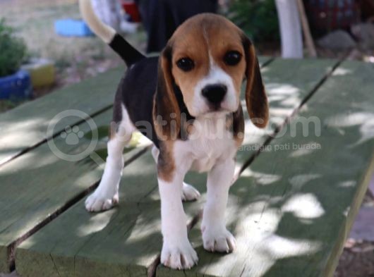 Sevimli Dişi Beagle Yavru görsel