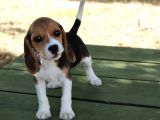 Sevimli Dişi Beagle Yavru