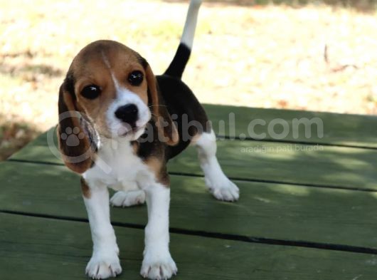 Sevimli Dişi Beagle Yavru görsel