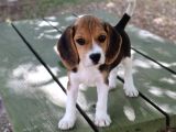 Sevimli Dişi Beagle Yavru