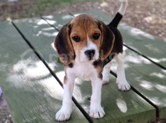Sevimli Dişi Beagle Yavru