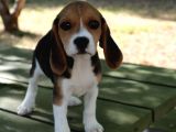 Sevimli Dişi Beagle Yavru