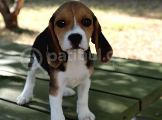 Sevimli Dişi Beagle Yavru görsel