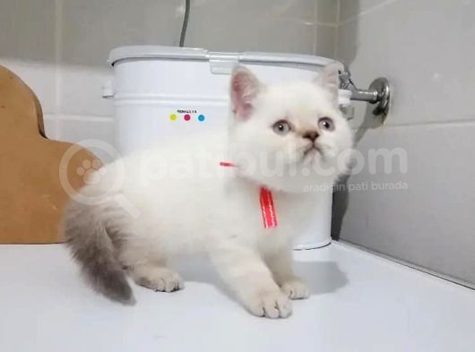 Scottish Fold & British Shorthair Yavrular Yeni Yuva Arıyor görsel