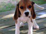 Sevimli Dişi Beagle Yavru