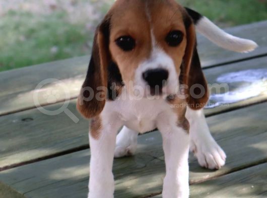 Sevimli Dişi Beagle Yavru görsel