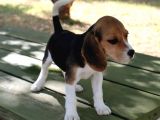 Sevimli Dişi Beagle Yavru