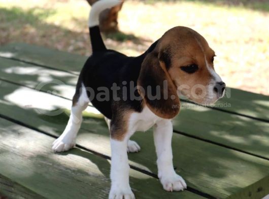 Sevimli Dişi Beagle Yavru görsel