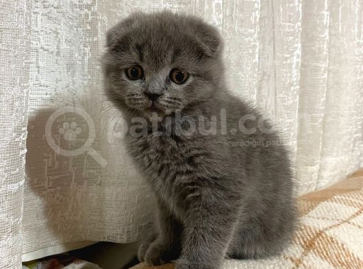 Safkan 2 Aylik Scotti̇sh Fold Di̇şi̇