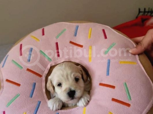 Hasırk Maltipoo Sahiplendirilmeyi Bekleyen Yavrularımız görsel