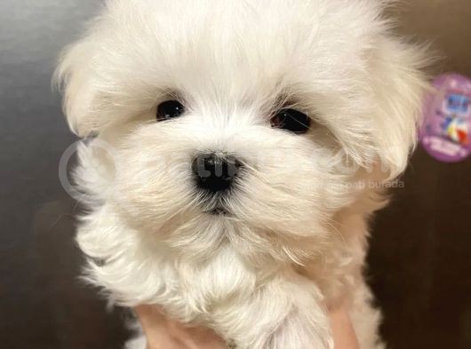 Koku Yapmayan Maltese Mini Yavrular görsel