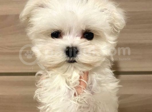 Koku Yapmayan Maltese Mini Yavrular görsel