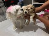 Hasırk Maltipoo Sahiplendirilmeyi Bekleyen Yavrularımız