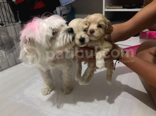 Hasırk Maltipoo Sahiplendirilmeyi Bekleyen Yavrularımız görsel