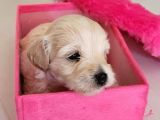 Hasırk Maltipoo Sahiplendirilmeyi Bekleyen Yavrularımız