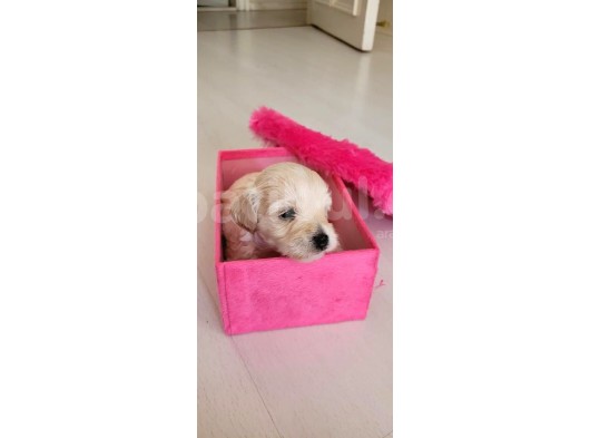 Hasırk Maltipoo Sahiplendirilmeyi Bekleyen Yavrularımız görsel