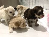 Hasırk Maltipoo Sahiplendirilmeyi Bekleyen Yavrularımız