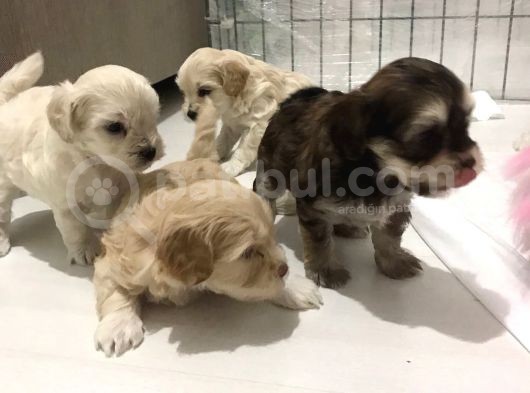 Hasırk Maltipoo Sahiplendirilmeyi Bekleyen Yavrularımız görsel