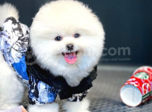 Irk Ve Sağlık Garantili Pomeranian Boo Yavrularımız görsel