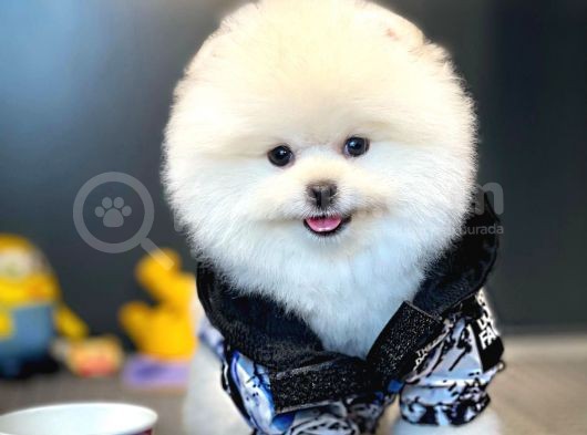Ayı Surat Pomeranian Boo Yavrularımız görsel