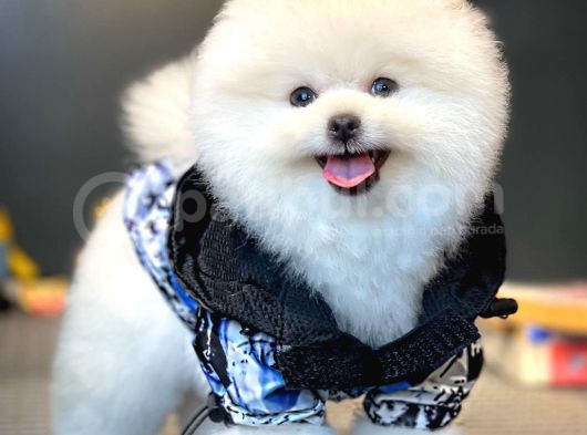 Ayı Surat Pomeranian Boo Yavrularımız
