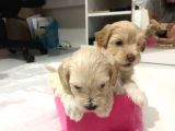 Hasırk Maltipoo Sahiplendirilmeyi Bekleyen Yavrularımız
