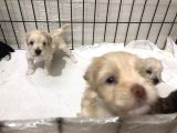 Hasırk Maltipoo Sahiplendirilmeyi Bekleyen Yavrularımız
