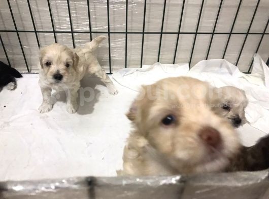 Hasırk Maltipoo Sahiplendirilmeyi Bekleyen Yavrularımız görsel