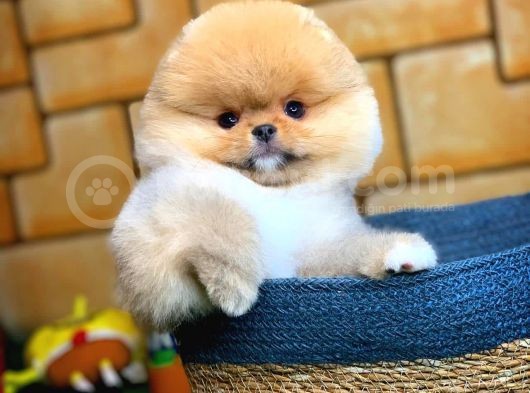 Ayı Surat Pomeranian Boo Yavrularımız görsel