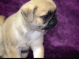 A Kalite Pug Yavrular