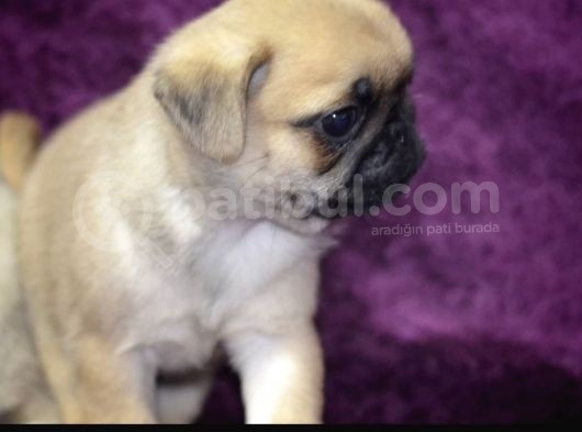 A Kalite Pug Yavrular görsel