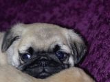 A Kalite Pug Yavrular