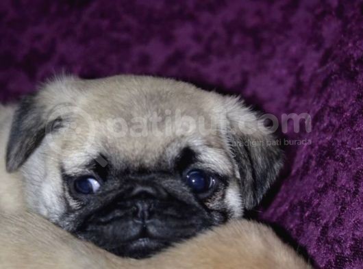 A Kalite Pug Yavrular görsel
