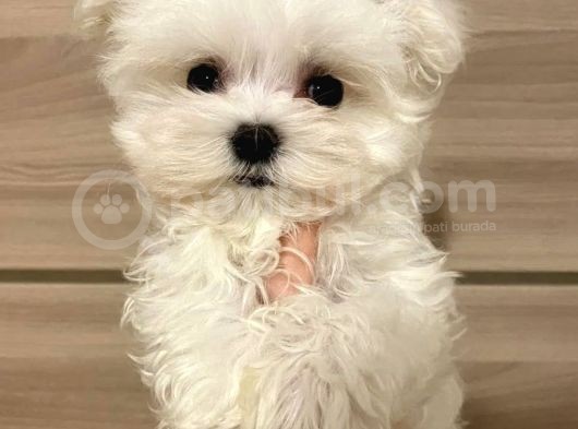 Koku Yapmayan Maltese Mini Yavrular