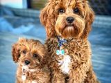 Cavapoo Tüy Dökmez King Charles Poodle Mix Orjinal