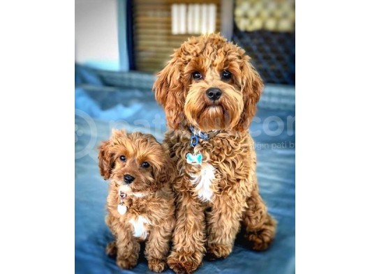 Cavapoo Tüy Dökmez King Charles Poodle Mix Orjinal görsel