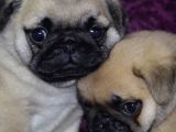 A Kalite Pug Yavrular