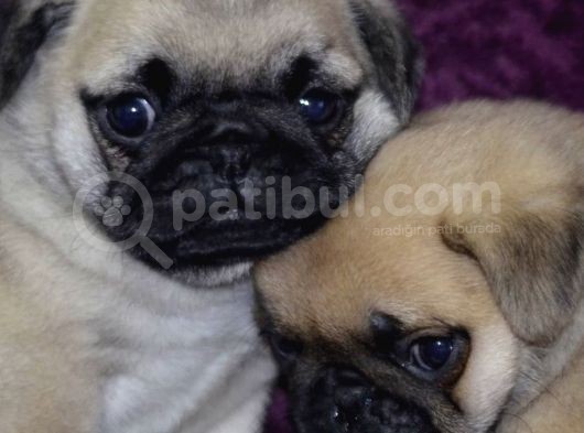 A Kalite Pug Yavrular