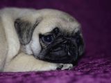 A Kalite Pug Yavrular