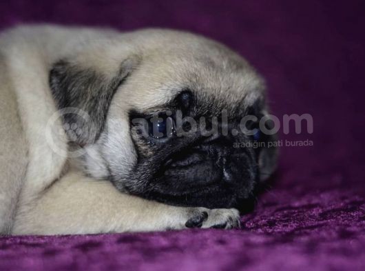 A Kalite Pug Yavrular görsel