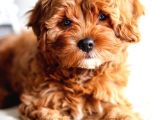 Cavapoo Tüy Dökmez King Charles Poodle Mix Orjinal
