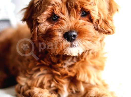 Cavapoo Tüy Dökmez King Charles Poodle Mix Orjinal görsel