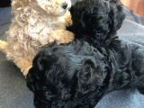 Anne Altından Dişi Veya Erkek Toy Poodle Apricot Silver