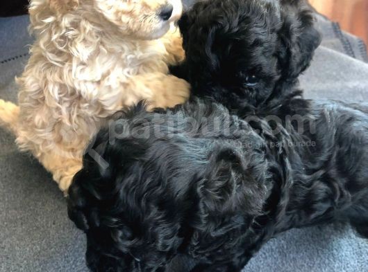Anne Altından Dişi Veya Erkek Toy Poodle Apricot Silver görsel