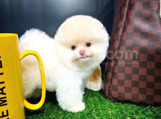 Ayı Surat Pomeranian Boo Yavrularımız