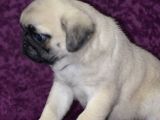 A Kalite Pug Yavrular