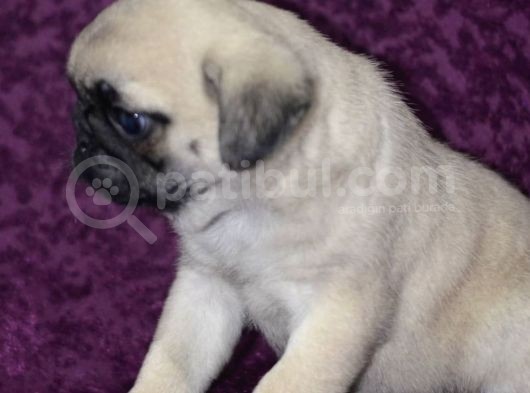 A Kalite Pug Yavrular görsel