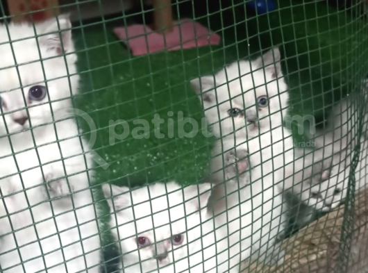 British Shorthair Mükemmel Reklerde görsel